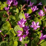 Cyclamen purpurascens: Alles über die Pflege und Vermehrung