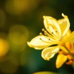 Gelsemium sempervirens: Natürliche Heilung mit Gelber Jasminblüte